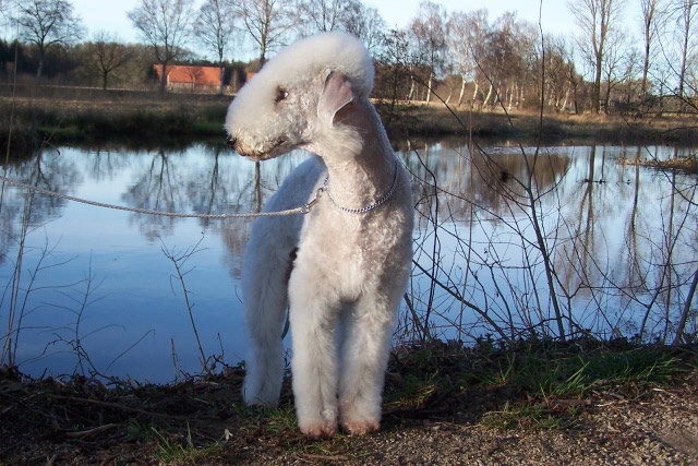 Airis Blue Volshebny Svet 09.02 (29).JPG